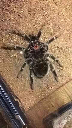 Check out this molting nope. - Imgur